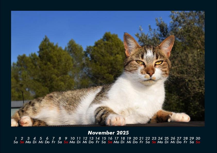 Weitere Ansicht: Für Katzenfreunde 2025 Fotokalender DIN A4 | Tobias Becker