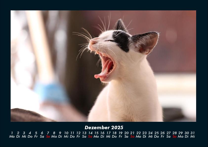 Weitere Ansicht: Für Katzenfreunde 2025 Fotokalender DIN A4 | Tobias Becker