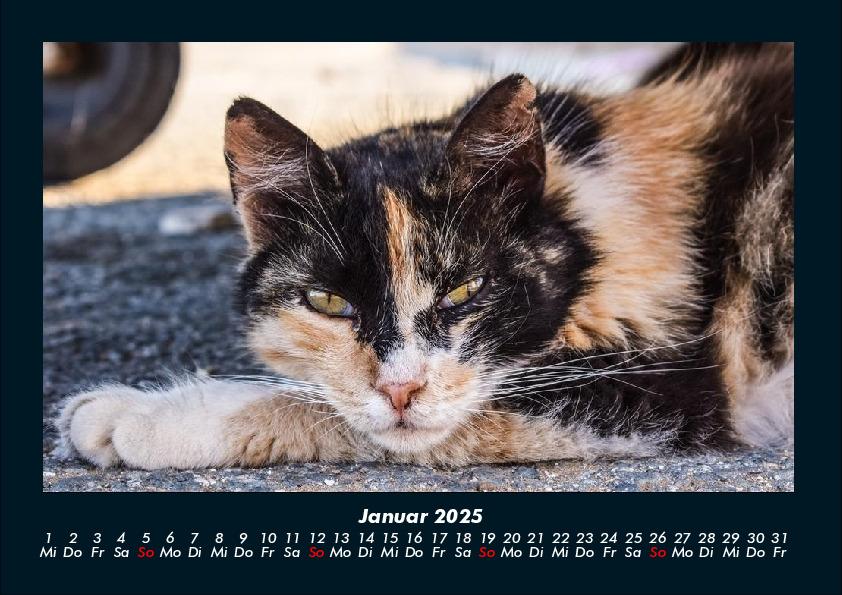 Weitere Ansicht: Für Katzenfreunde 2025 Fotokalender DIN A4 | Tobias Becker