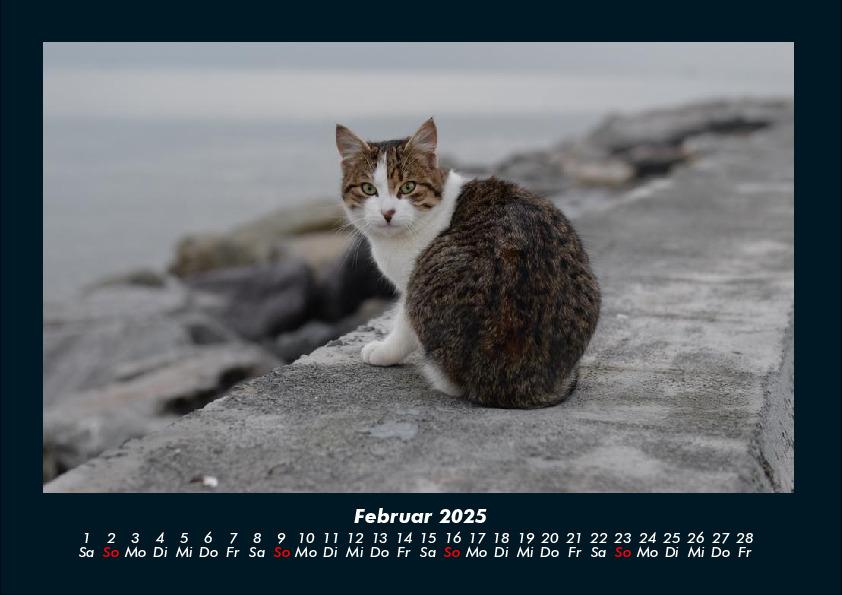 Weitere Ansicht: Für Katzenfreunde 2025 Fotokalender DIN A4 | Tobias Becker