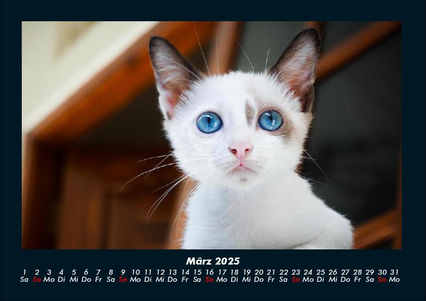 Weitere Ansicht: Für Katzenfreunde 2025 Fotokalender DIN A4 | Tobias Becker
