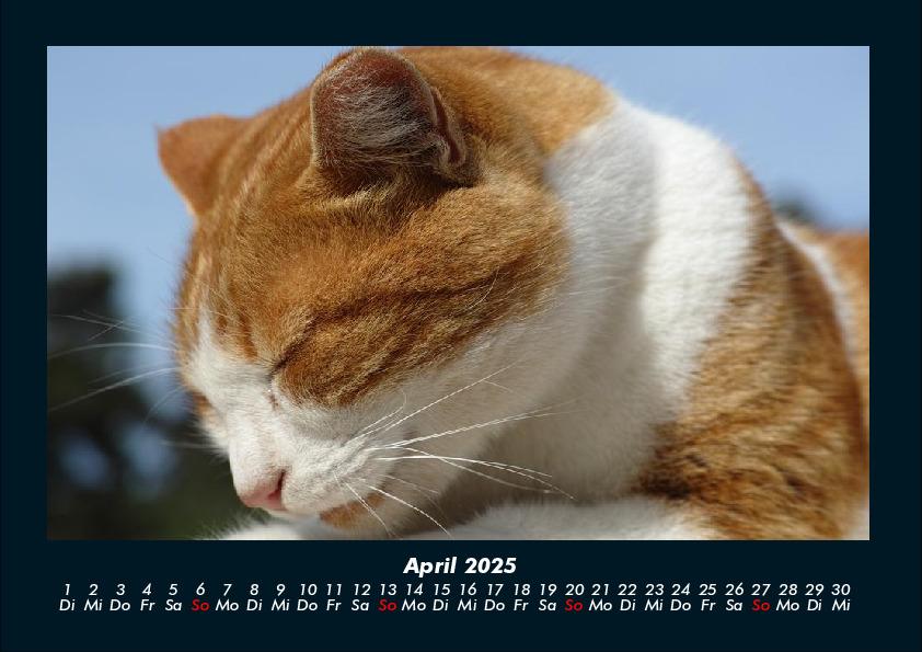 Weitere Ansicht: Für Katzenfreunde 2025 Fotokalender DIN A4 | Tobias Becker