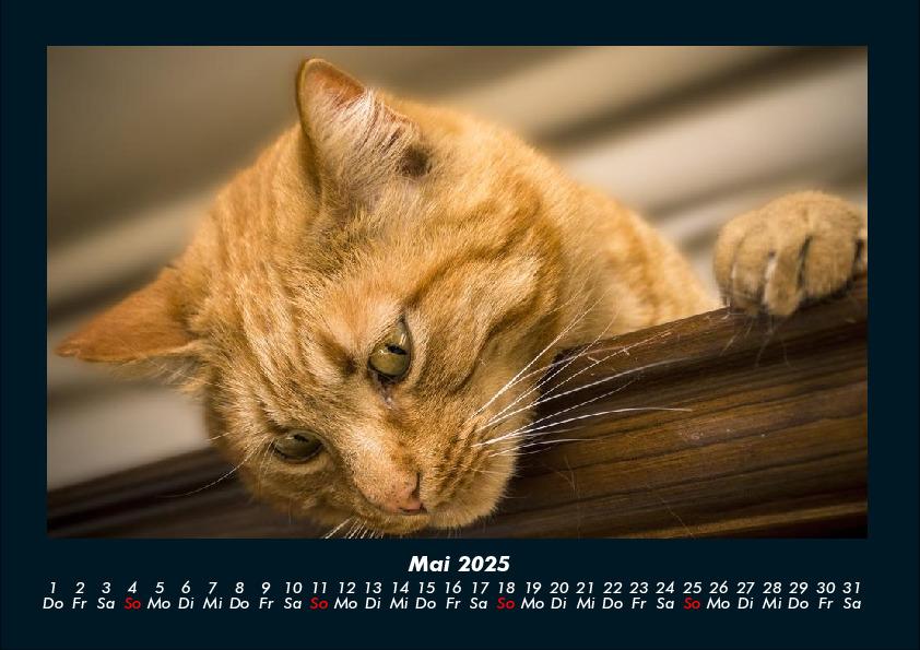 Weitere Ansicht: Für Katzenfreunde 2025 Fotokalender DIN A4 | Tobias Becker