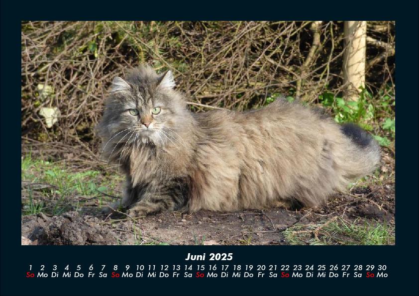 Weitere Ansicht: Für Katzenfreunde 2025 Fotokalender DIN A4 | Tobias Becker