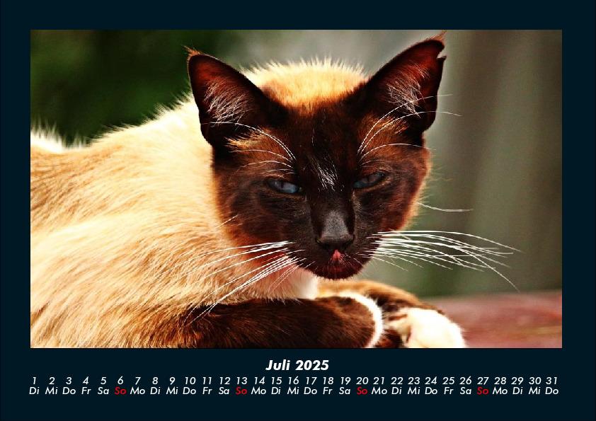 Weitere Ansicht: Für Katzenfreunde 2025 Fotokalender DIN A4 | Tobias Becker