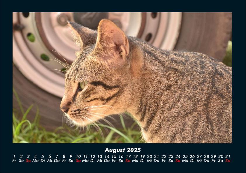 Weitere Ansicht: Für Katzenfreunde 2025 Fotokalender DIN A4 | Tobias Becker