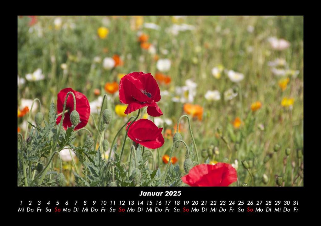 Weitere Ansicht: Pflanzen und Blüten 2025 Fotokalender DIN A3 | Tobias Becker