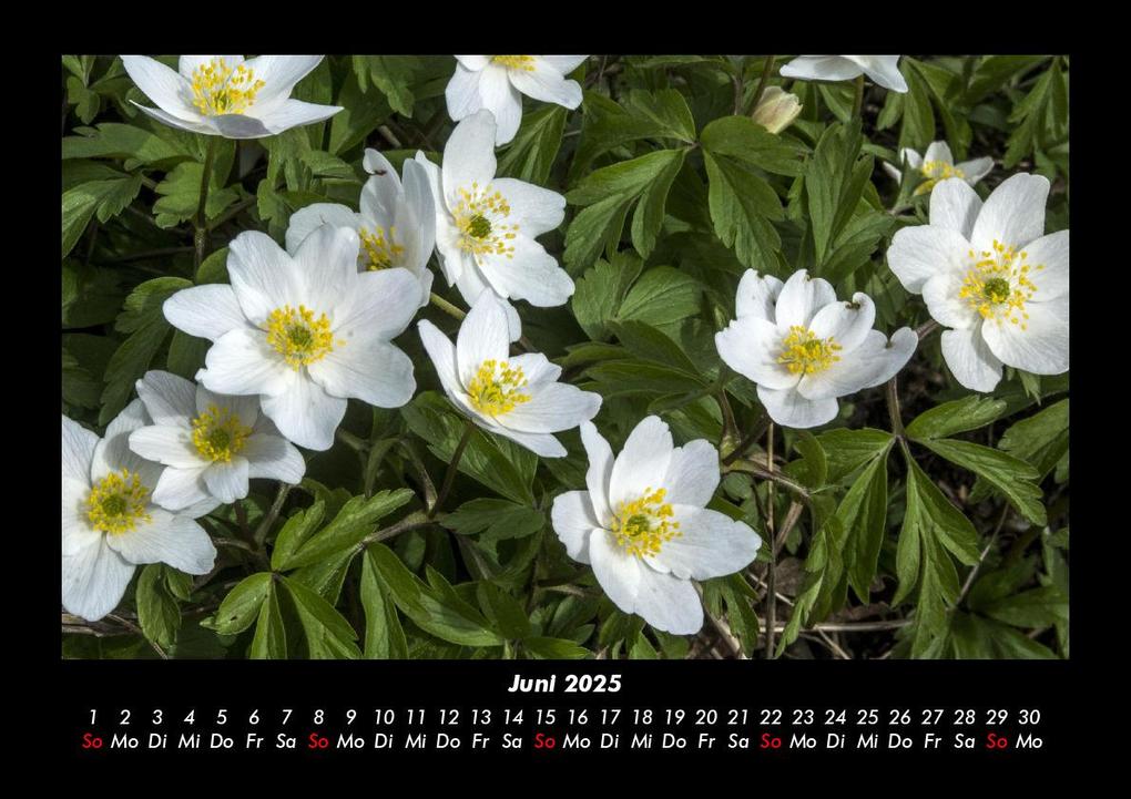 Weitere Ansicht: Pflanzen und Blüten 2025 Fotokalender DIN A3 | Tobias Becker