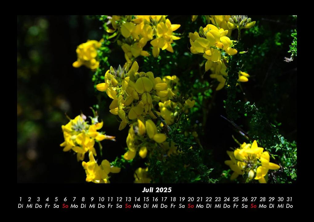 Weitere Ansicht: Pflanzen und Blüten 2025 Fotokalender DIN A3 | Tobias Becker