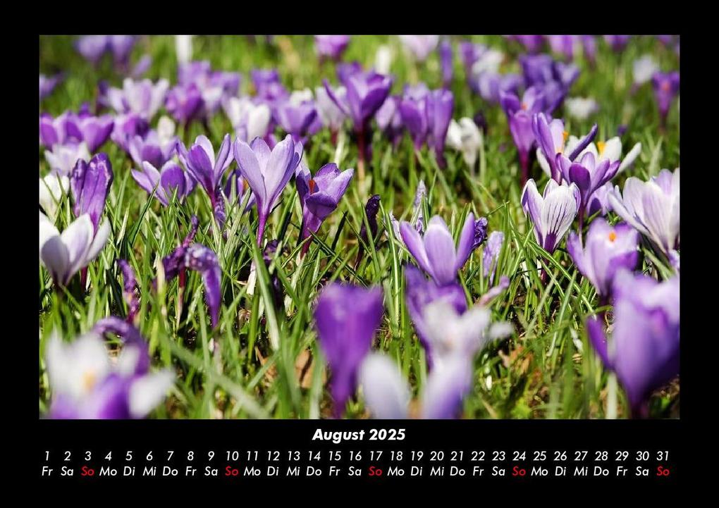 Weitere Ansicht: Pflanzen und Blüten 2025 Fotokalender DIN A3 | Tobias Becker