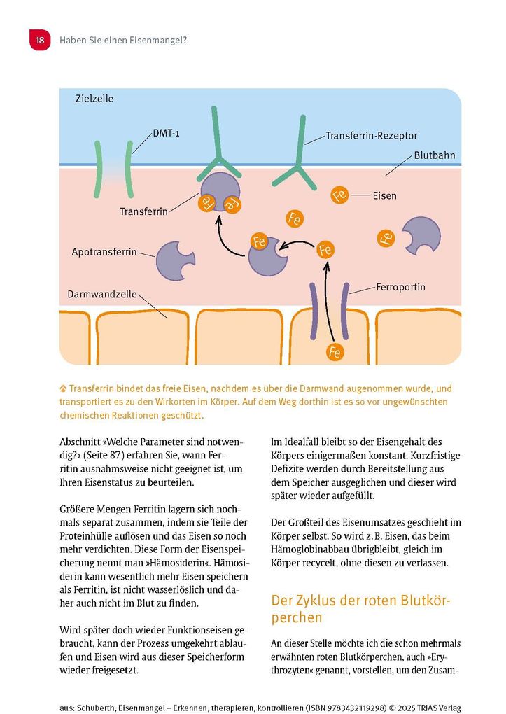 Weitere Ansicht: Eisenmangel - Erkennen, therapieren, kontrollieren | Christian Schuberth
