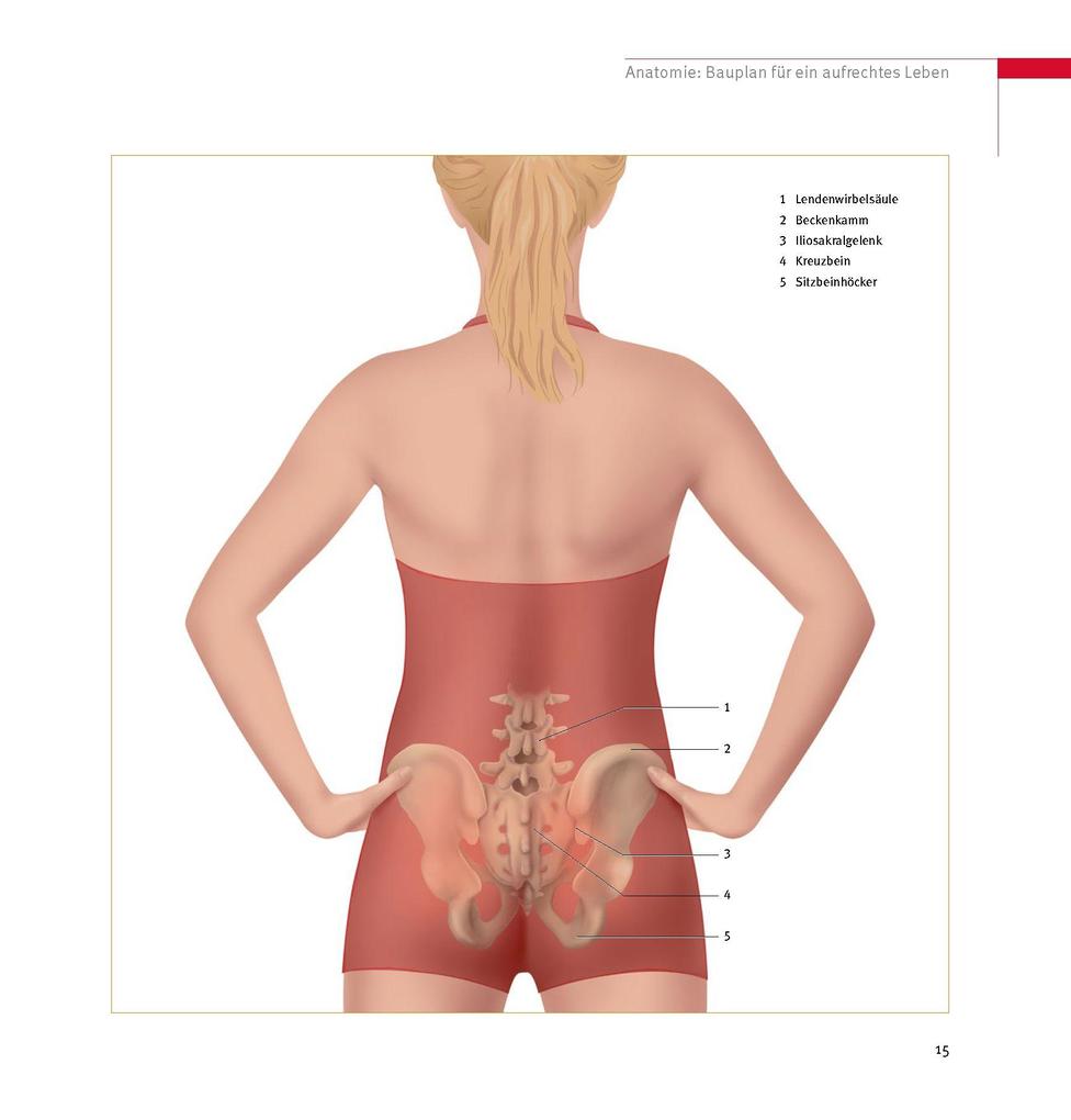 Weitere Ansicht: Skoliose - Aufrecht durch Bewegung | Christian Larsen, Karin Rosmann-Reif