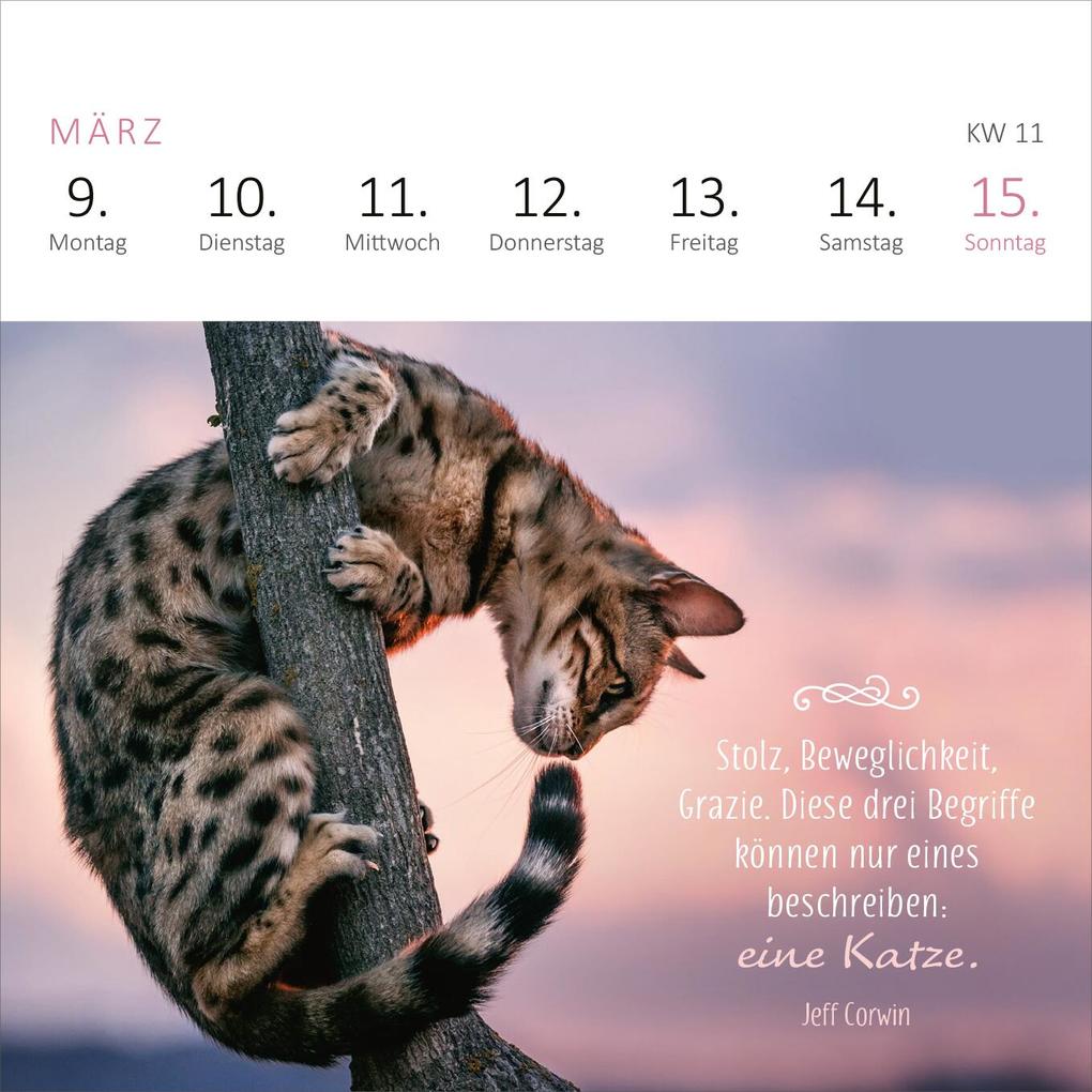 Weitere Ansicht: Mini-Wochenkalender Katzenweisheiten 2026