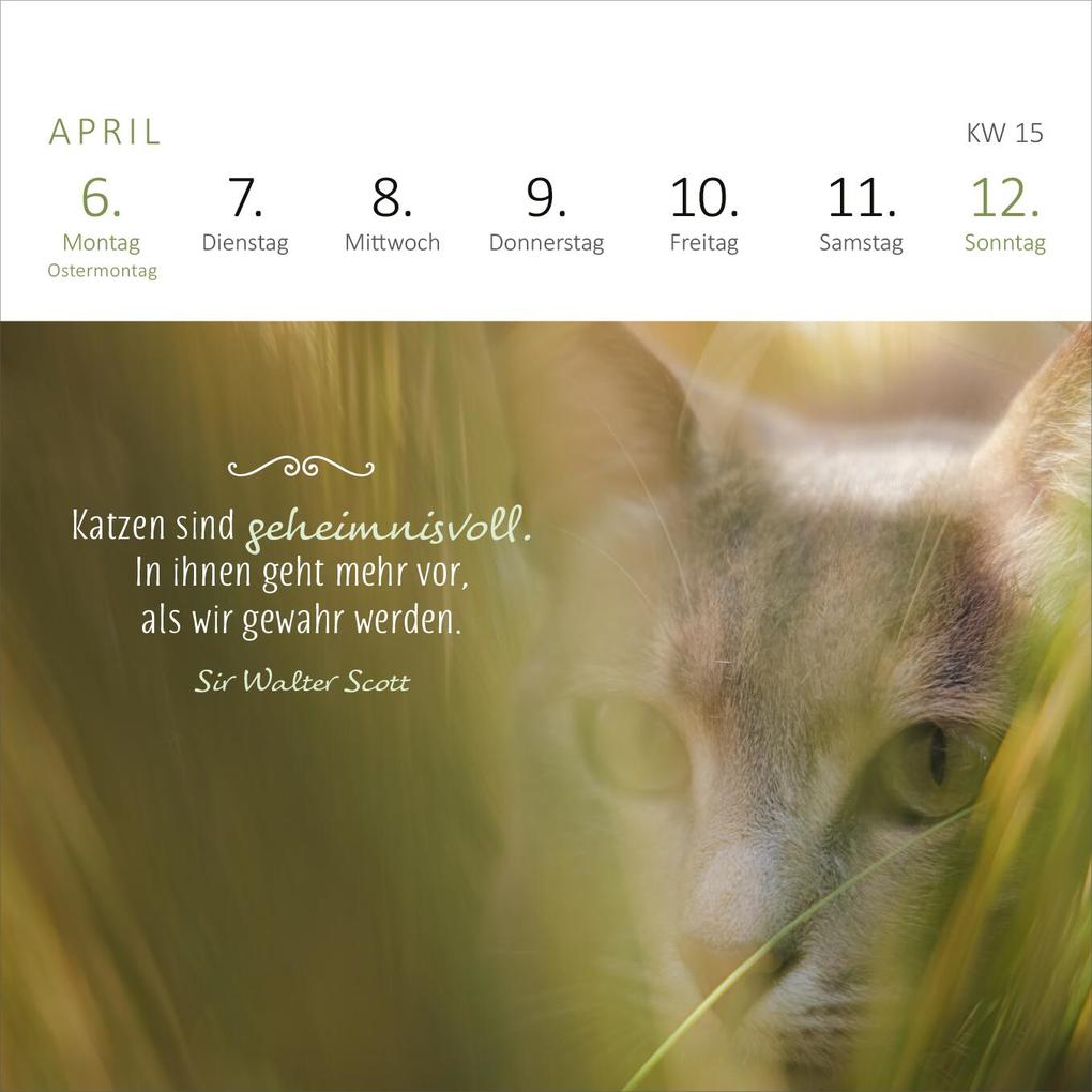 Weitere Ansicht: Mini-Wochenkalender Katzenweisheiten 2026