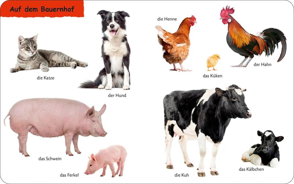 Weitere Ansicht: Duden 12+: Kennst du das? Die Tiere