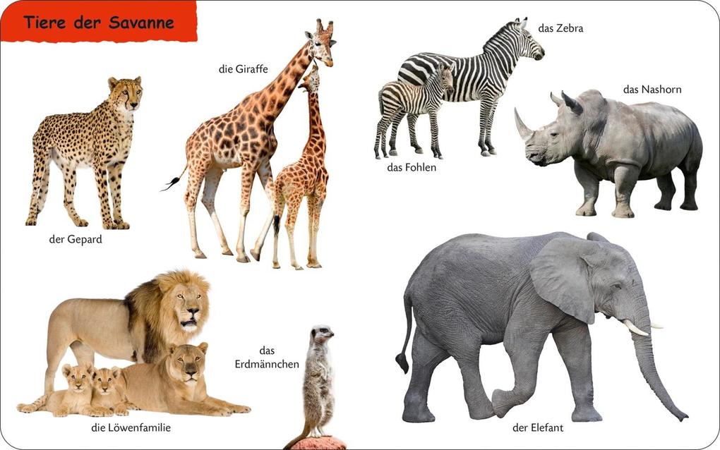 Weitere Ansicht: Duden 12+: Kennst du das? Die Tiere