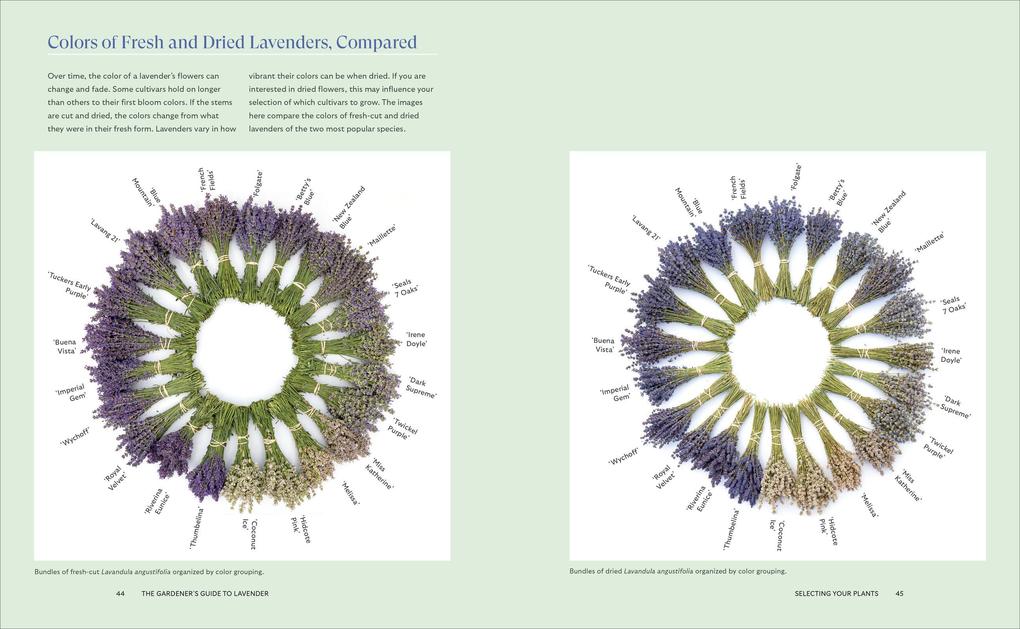 Weitere Ansicht: Lavender for All Seasons | Paola Legarre