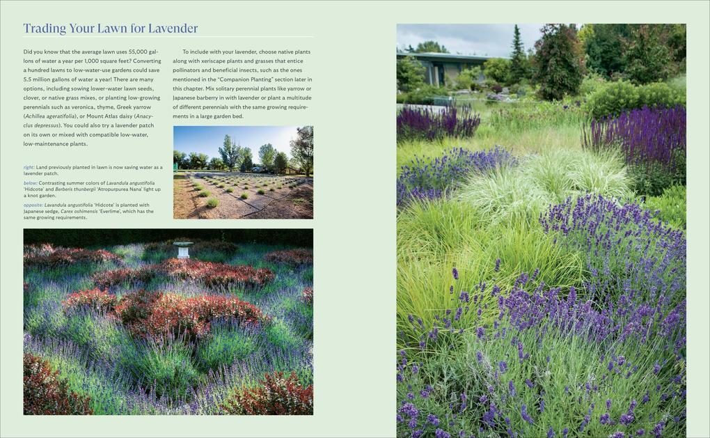 Weitere Ansicht: Lavender for All Seasons | Paola Legarre