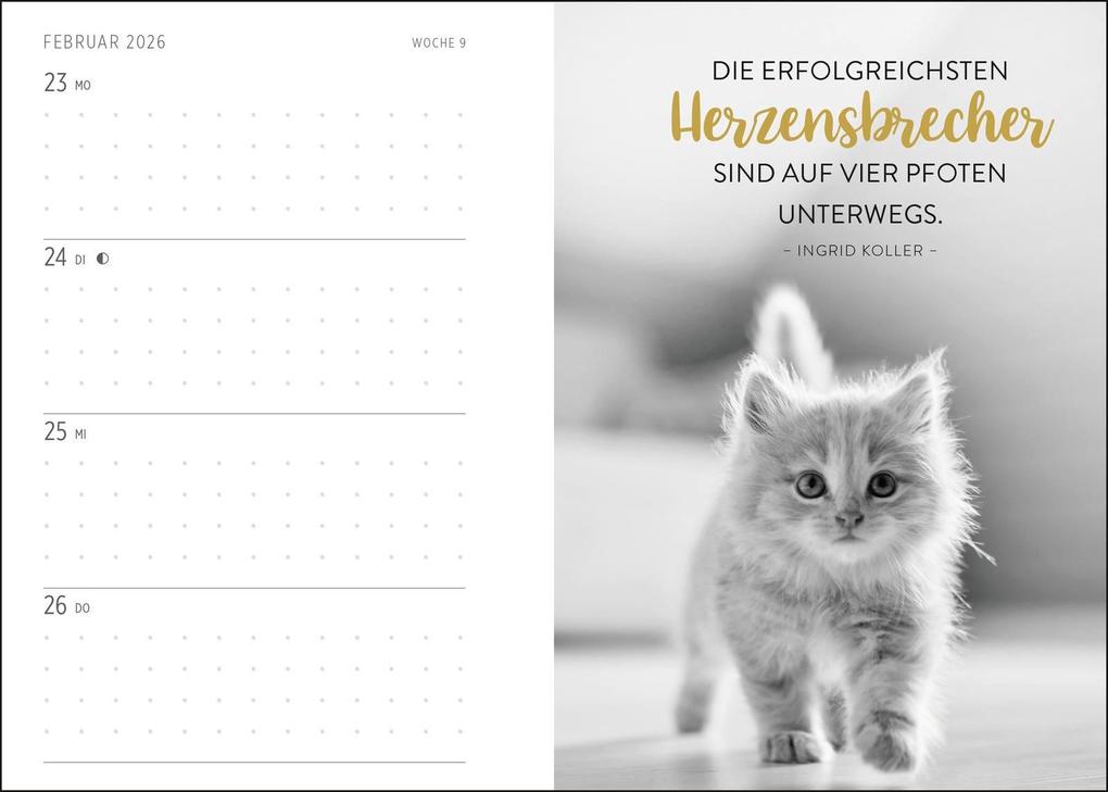 Weitere Ansicht: Buchkalender 2026: Für Katzenfreunde