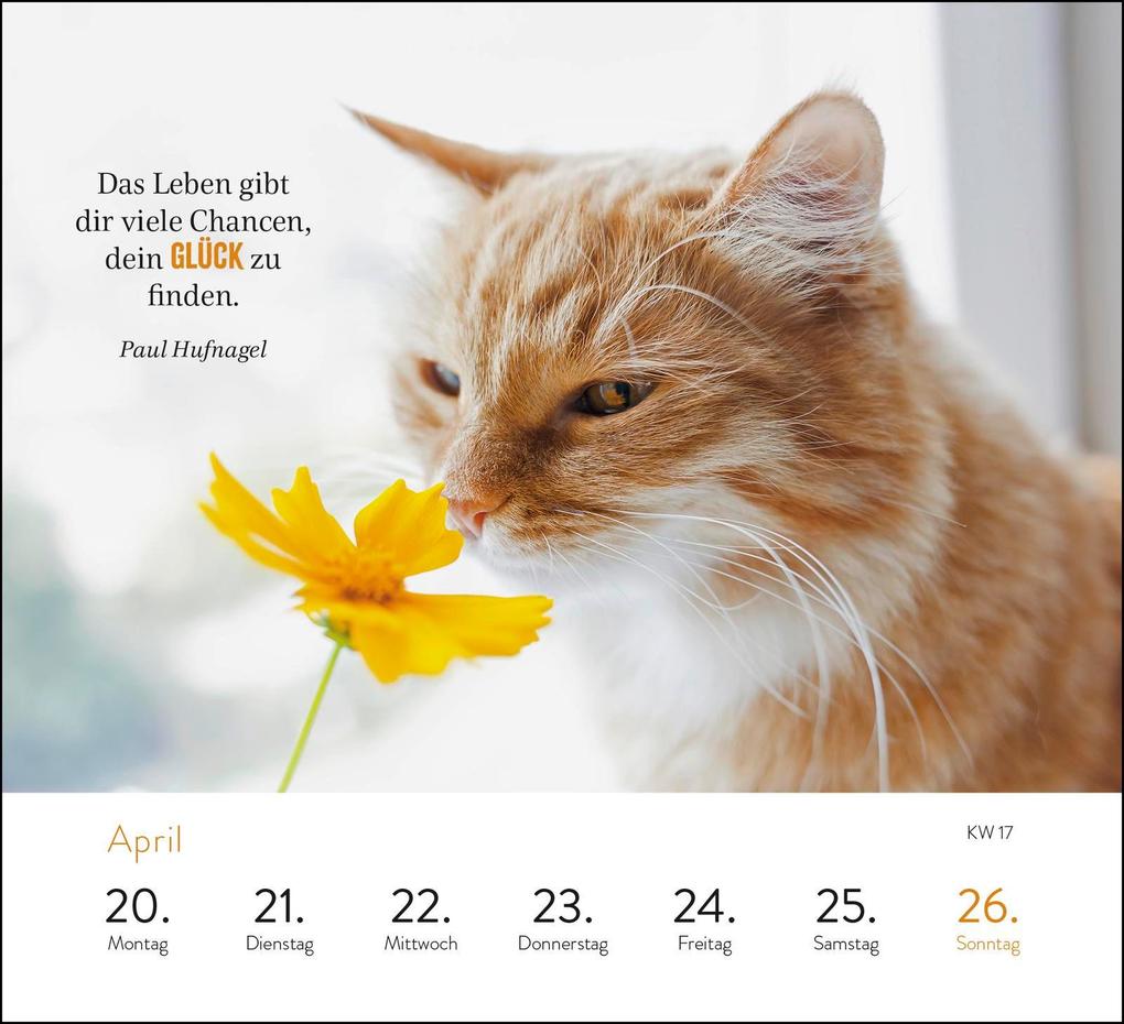 Weitere Ansicht: Wochenkalender 2026: Kluge Katzen