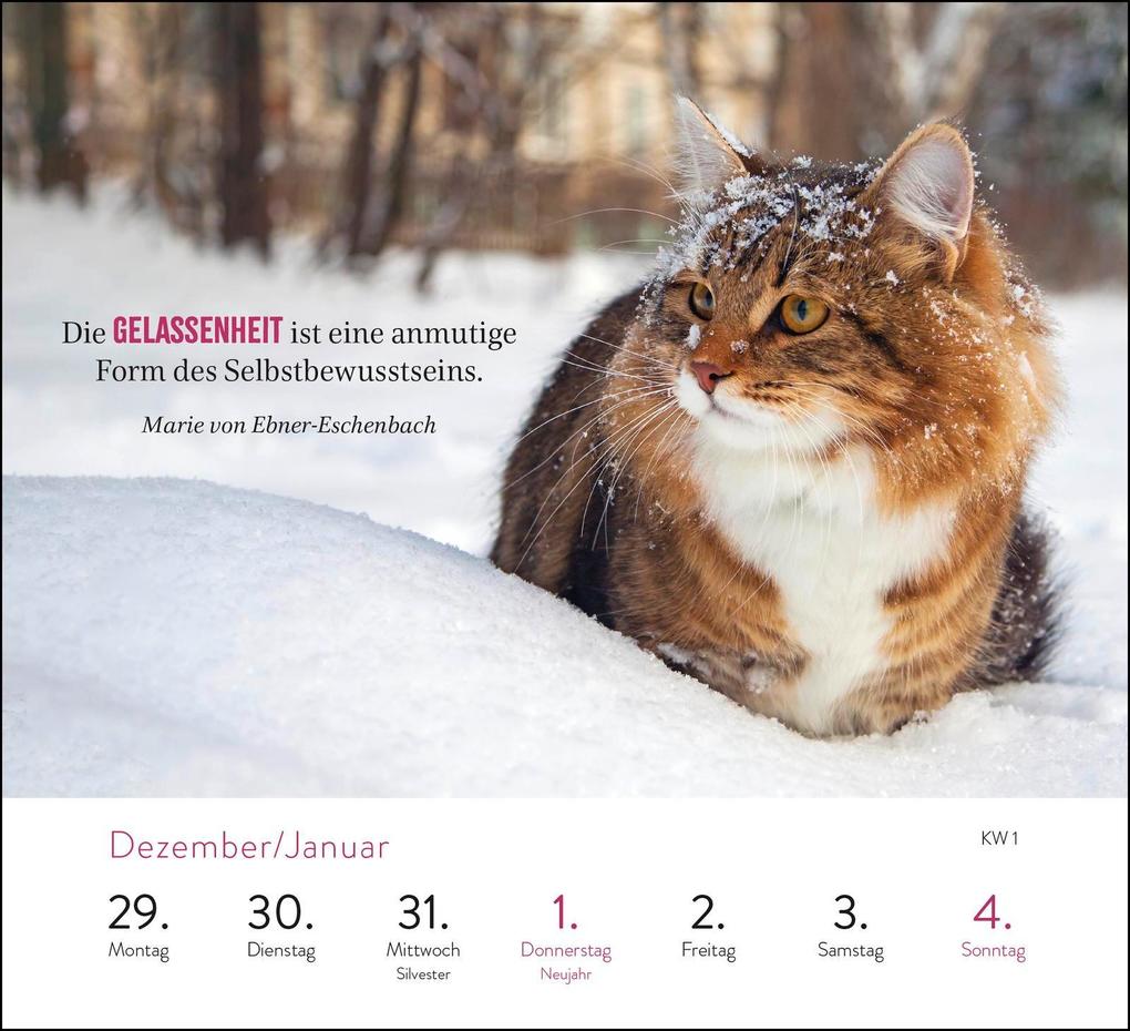 Weitere Ansicht: Wochenkalender 2026: Kluge Katzen