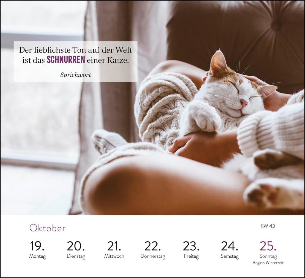 Weitere Ansicht: Wochenkalender 2026: Kluge Katzen
