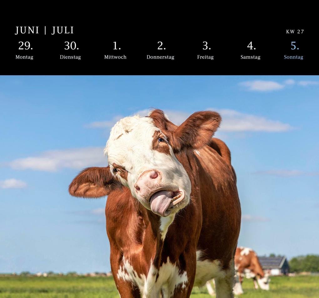 Weitere Ansicht: Postkartenkalender 2026: Von Pechvögeln und bunten Hunden | Geo