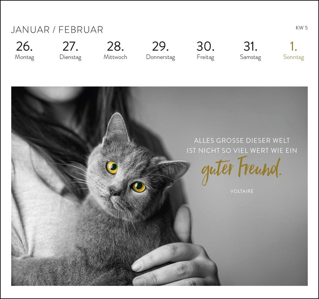 Weitere Ansicht: Postkartenkalender 2026: Inspirierende Worte für Katzenfreunde