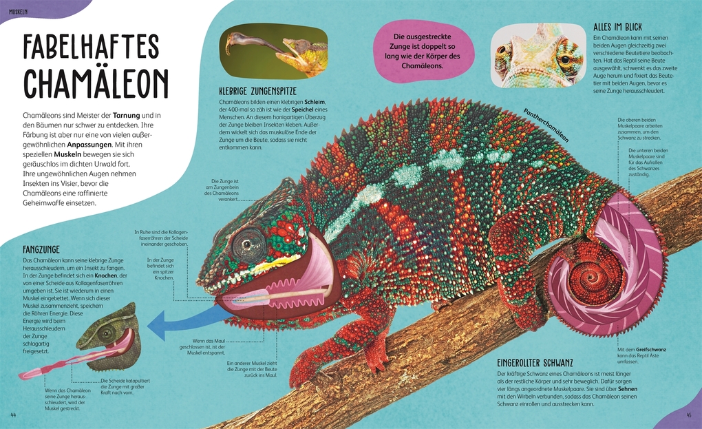 Weitere Ansicht: Anatomie der Tiere | Jess French