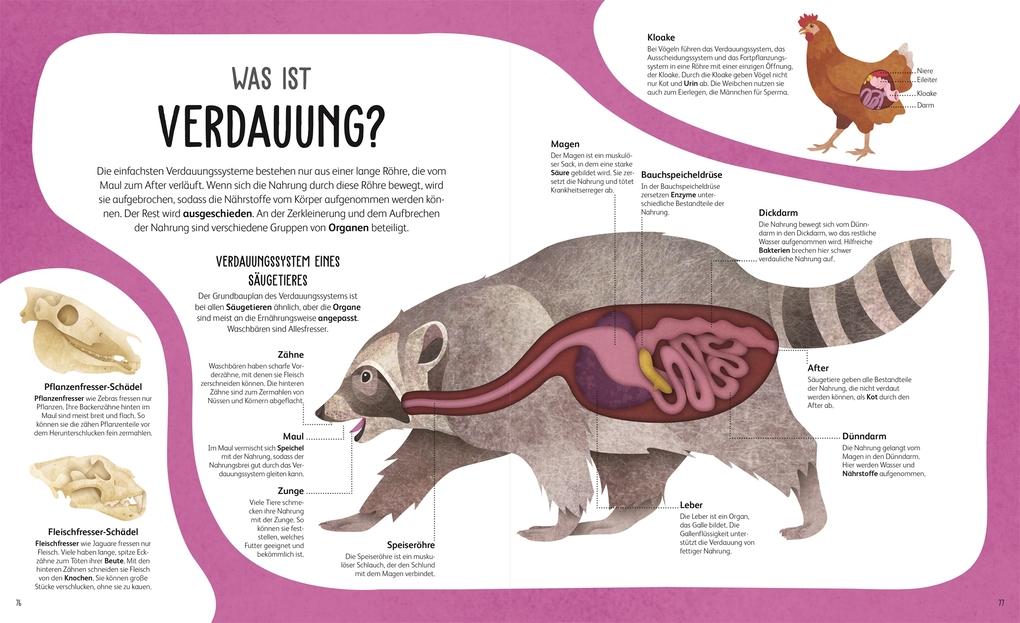 Weitere Ansicht: Anatomie der Tiere | Jess French