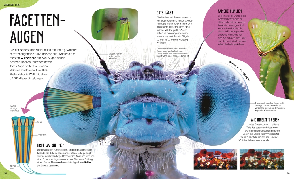 Weitere Ansicht: Anatomie der Tiere | Jess French