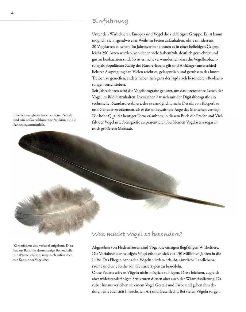 Weitere Ansicht: Vögel lebensgroß | Paul Sterry, Bob Read