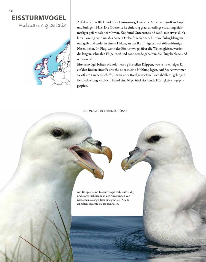 Weitere Ansicht: Vögel lebensgroß | Paul Sterry, Bob Read