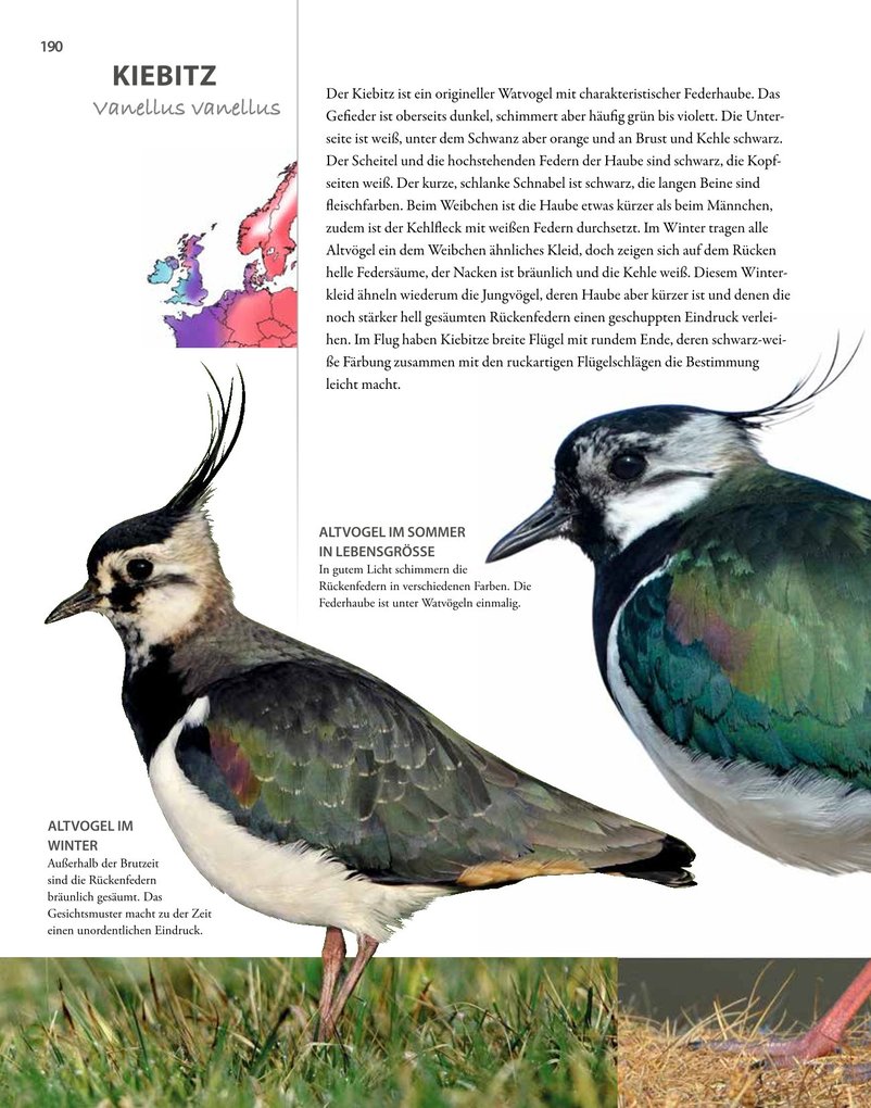 Weitere Ansicht: Vögel lebensgroß | Paul Sterry, Bob Read