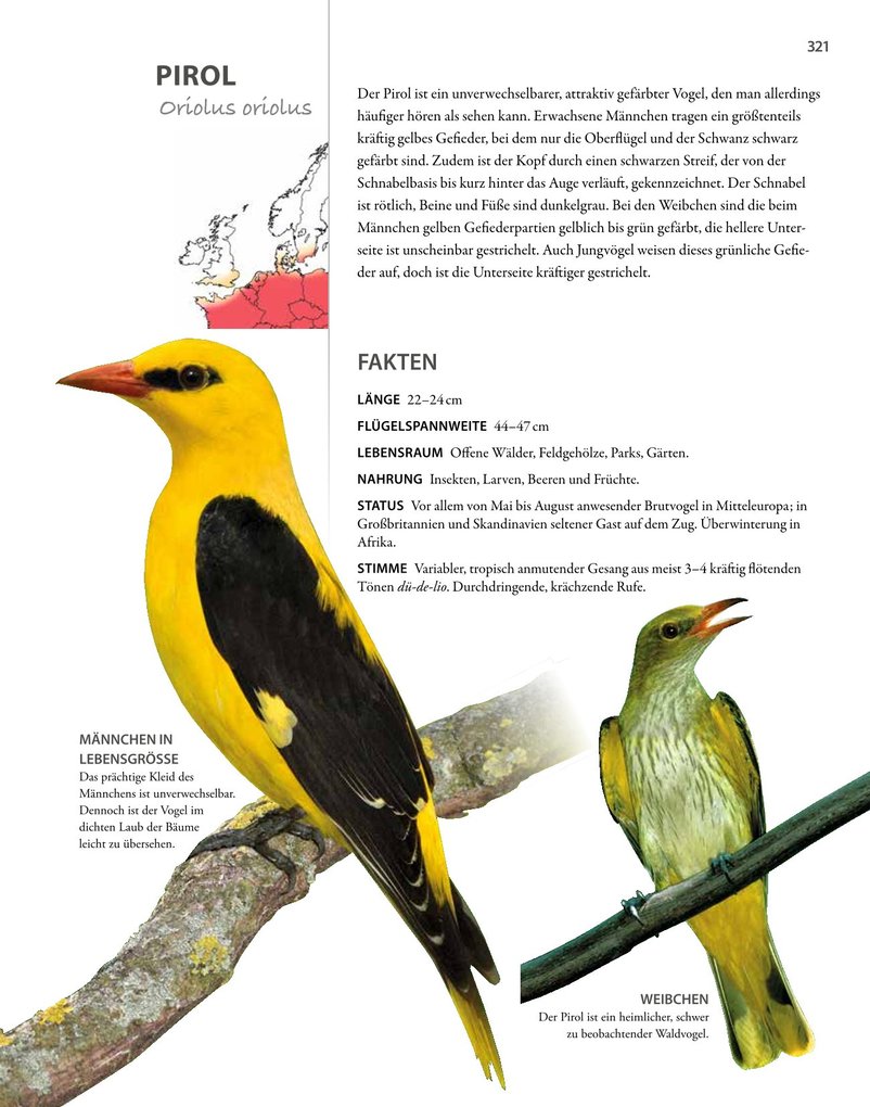 Weitere Ansicht: Vögel lebensgroß | Paul Sterry, Bob Read