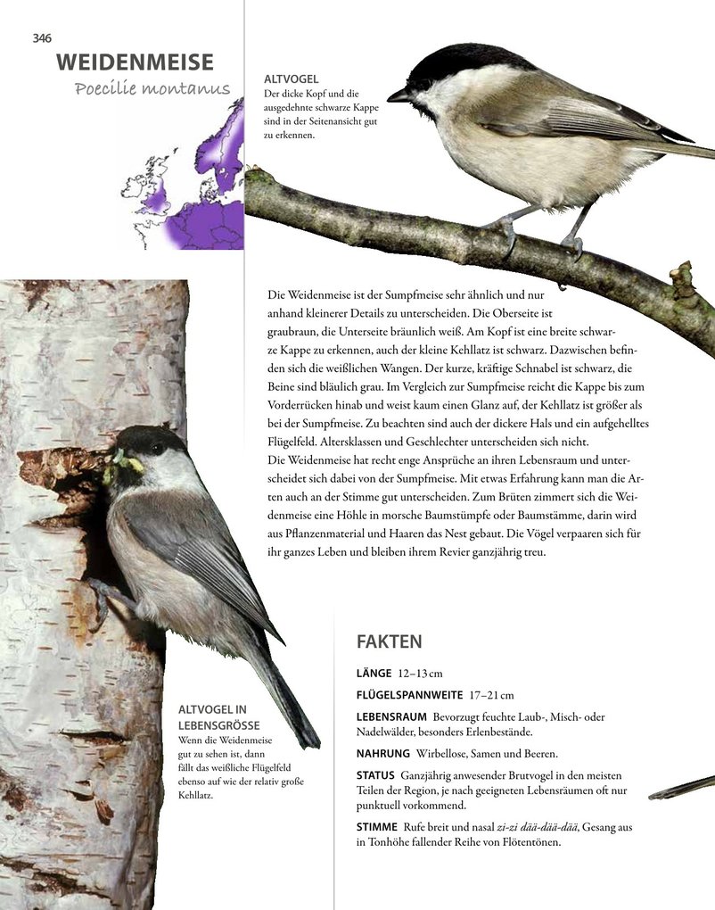 Weitere Ansicht: Vögel lebensgroß | Paul Sterry, Bob Read