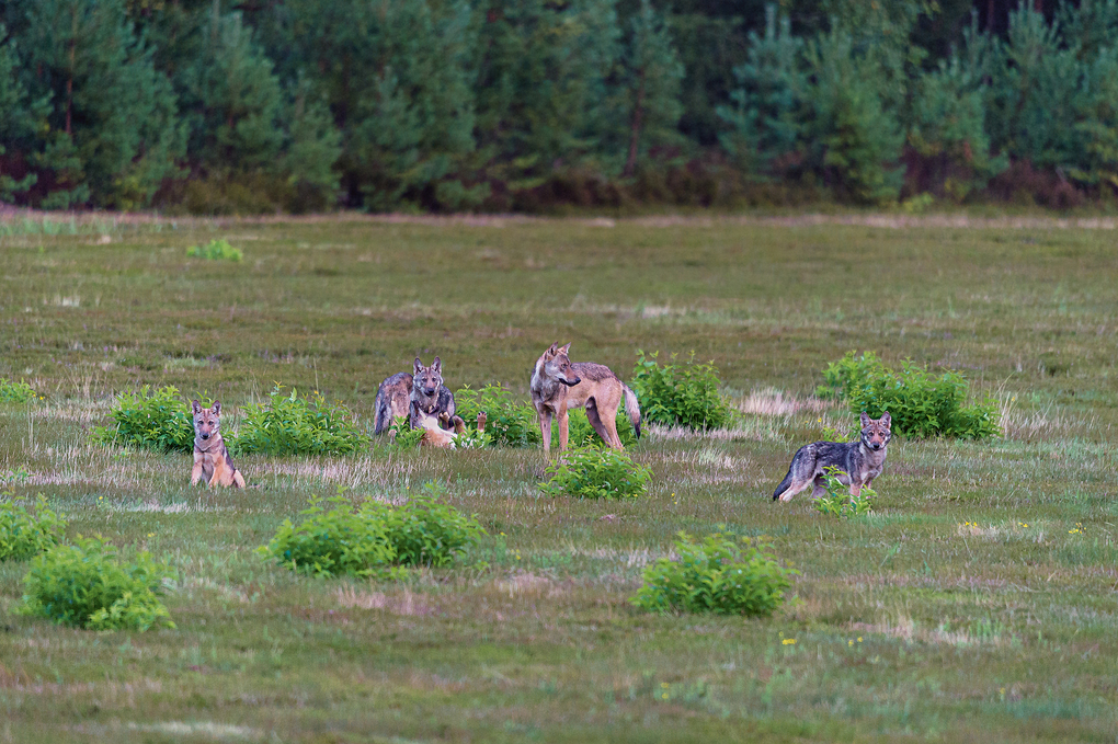 Weitere Ansicht: Bildband Wölfe - Begegnungen in freier Wildbahn: Deutschlands wilde Wölfe kehren zurück - Ein einmaliges Erlebnis von Wildnis und Natur mit 190 außergewöhnlichen Fotos | Axel Gomille