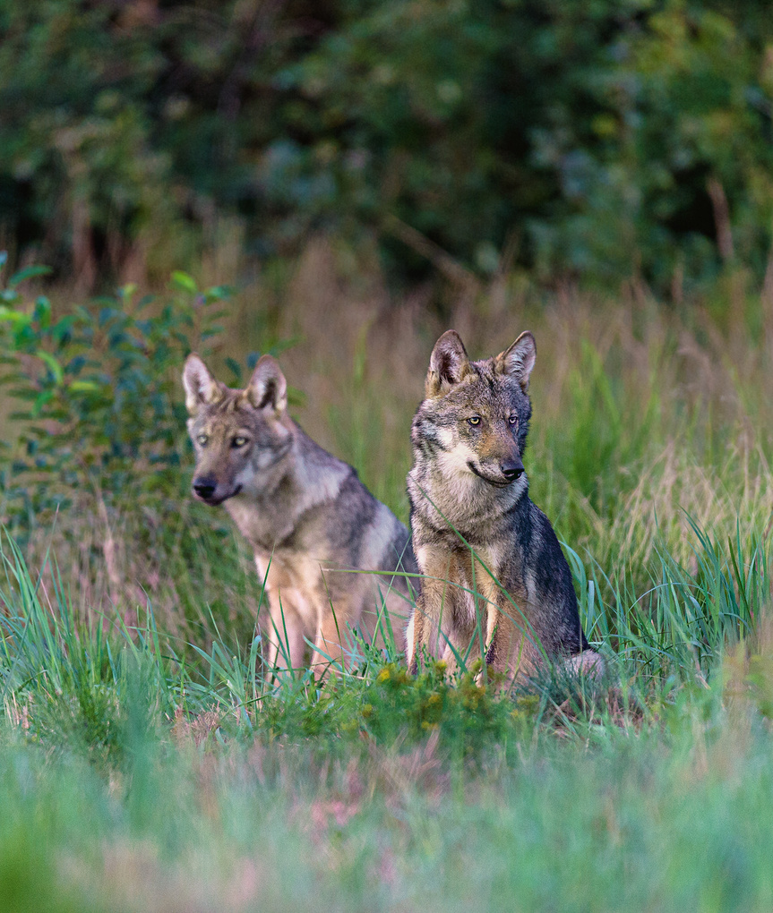 Weitere Ansicht: Bildband Wölfe - Begegnungen in freier Wildbahn: Deutschlands wilde Wölfe kehren zurück - Ein einmaliges Erlebnis von Wildnis und Natur mit 190 außergewöhnlichen Fotos | Axel Gomille
