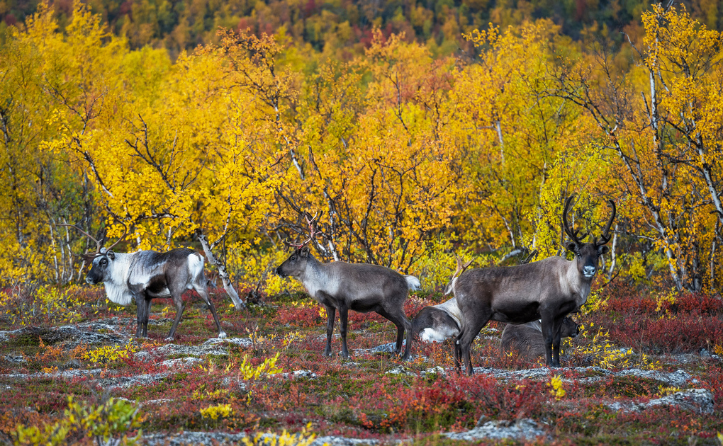 Weitere Ansicht: Roadtrips Schweden | Martin Wein