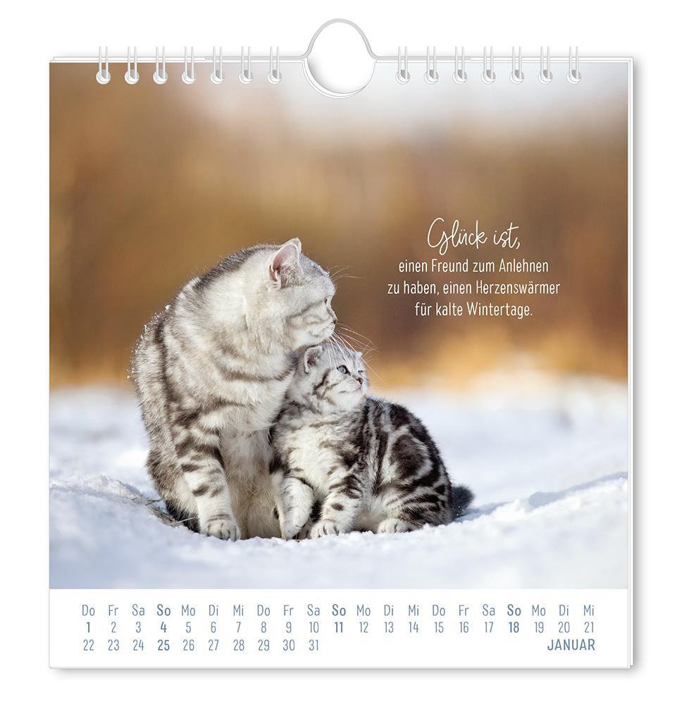 Weitere Ansicht: Postkartenkalender 2026 Auf leisen Pfoten