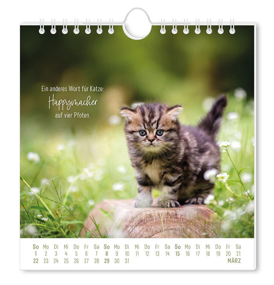 Weitere Ansicht: Postkartenkalender 2026 Auf leisen Pfoten
