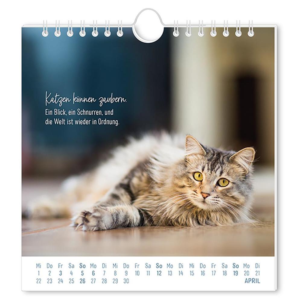 Weitere Ansicht: Postkartenkalender 2026 Auf leisen Pfoten
