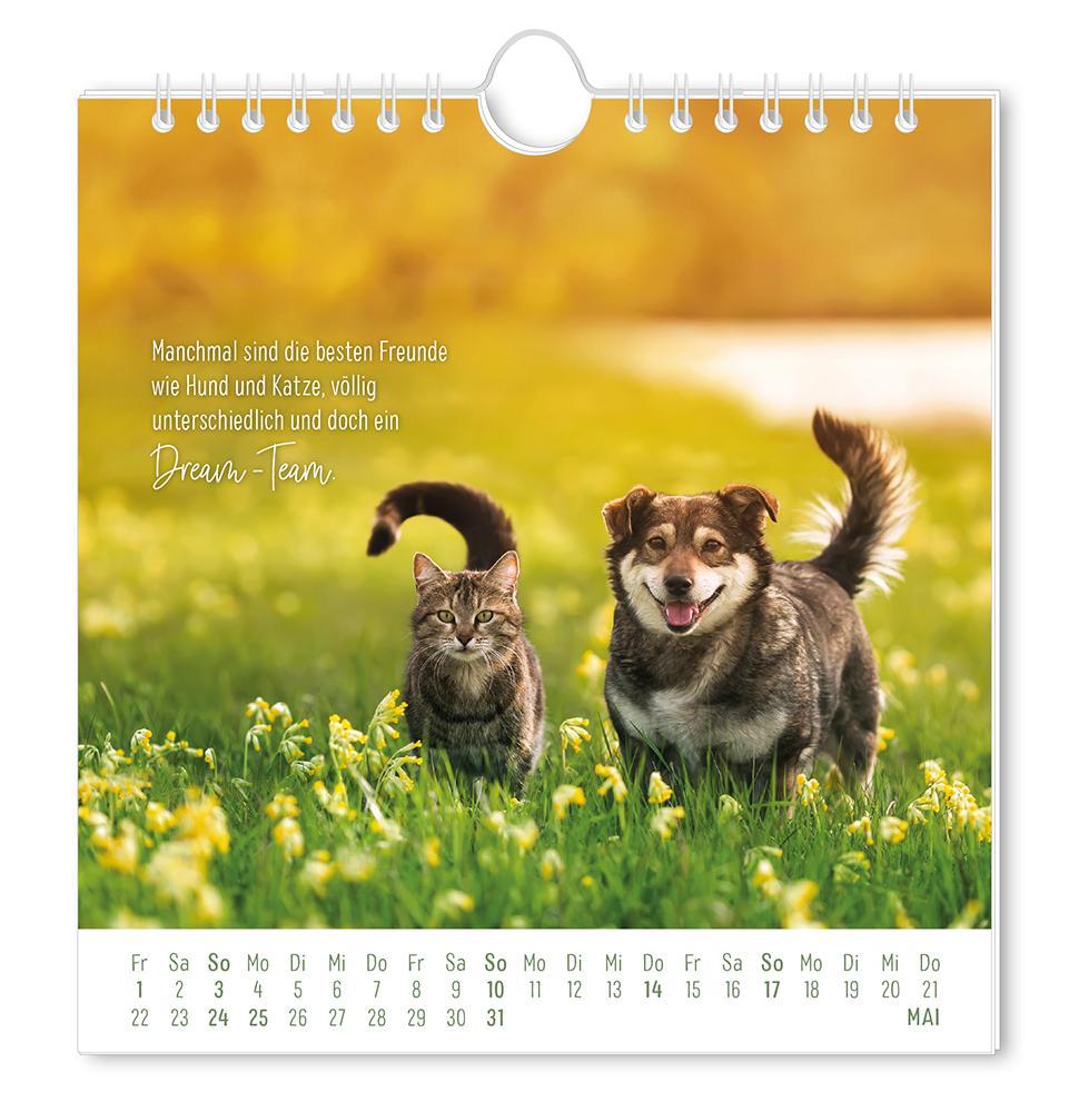 Weitere Ansicht: Postkartenkalender 2026 Auf leisen Pfoten