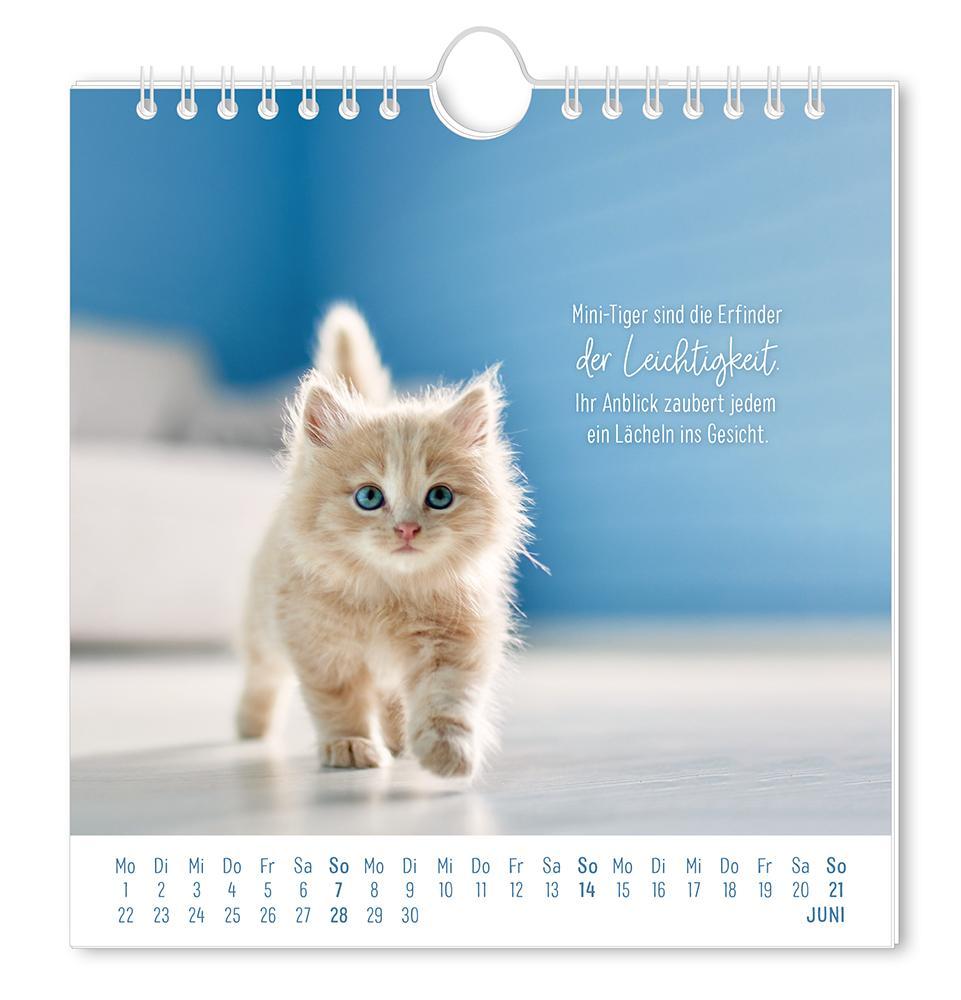 Weitere Ansicht: Postkartenkalender 2026 Auf leisen Pfoten