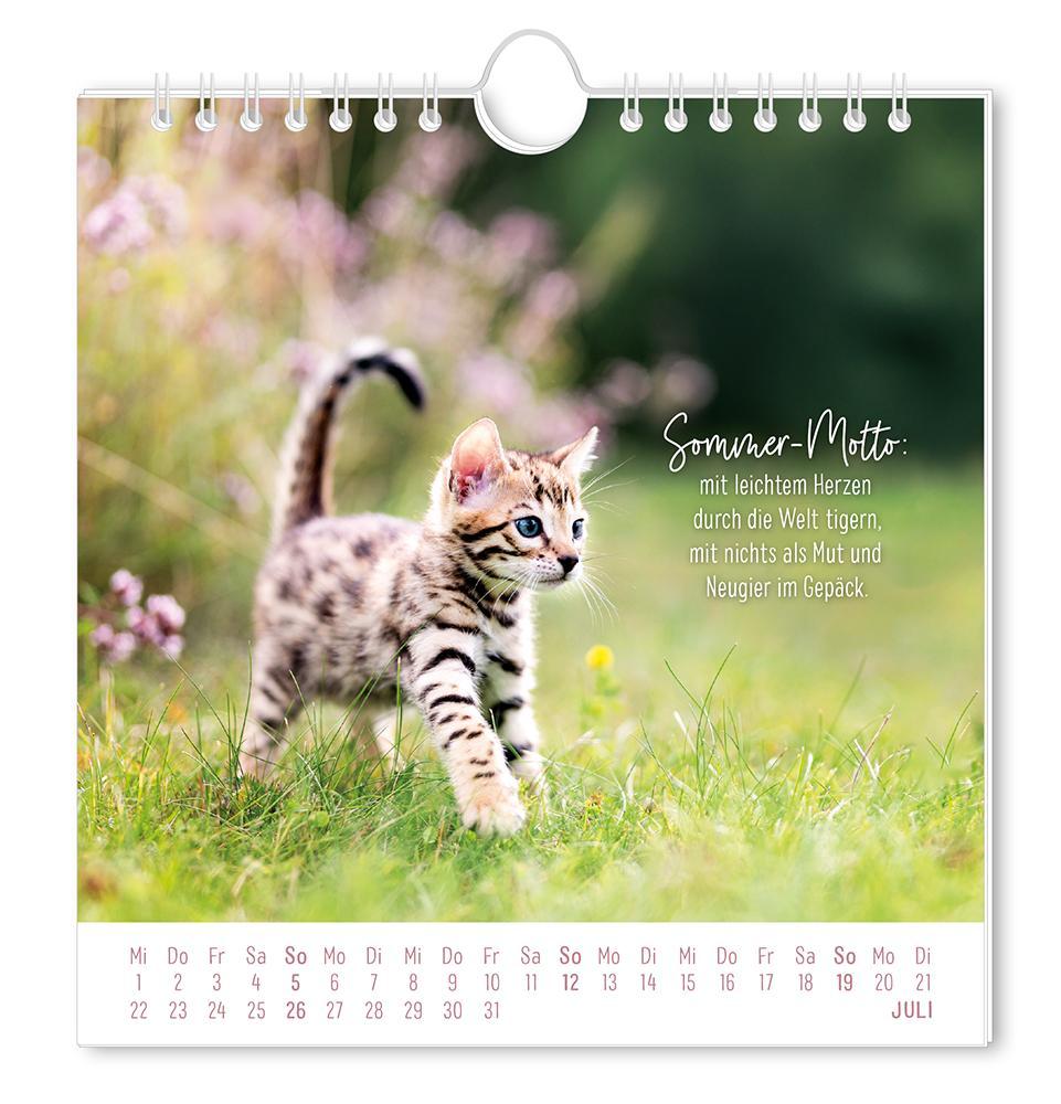 Weitere Ansicht: Postkartenkalender 2026 Auf leisen Pfoten