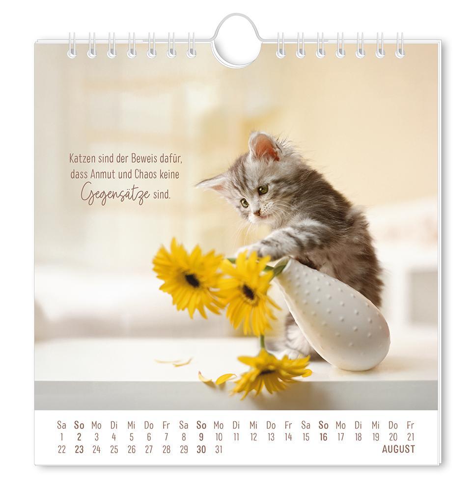 Weitere Ansicht: Postkartenkalender 2026 Auf leisen Pfoten