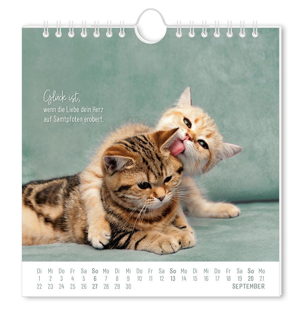Weitere Ansicht: Postkartenkalender 2026 Auf leisen Pfoten