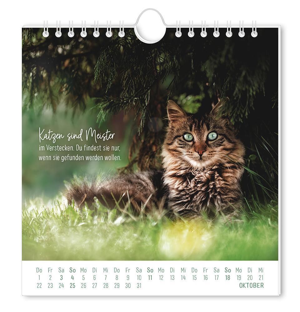 Weitere Ansicht: Postkartenkalender 2026 Auf leisen Pfoten