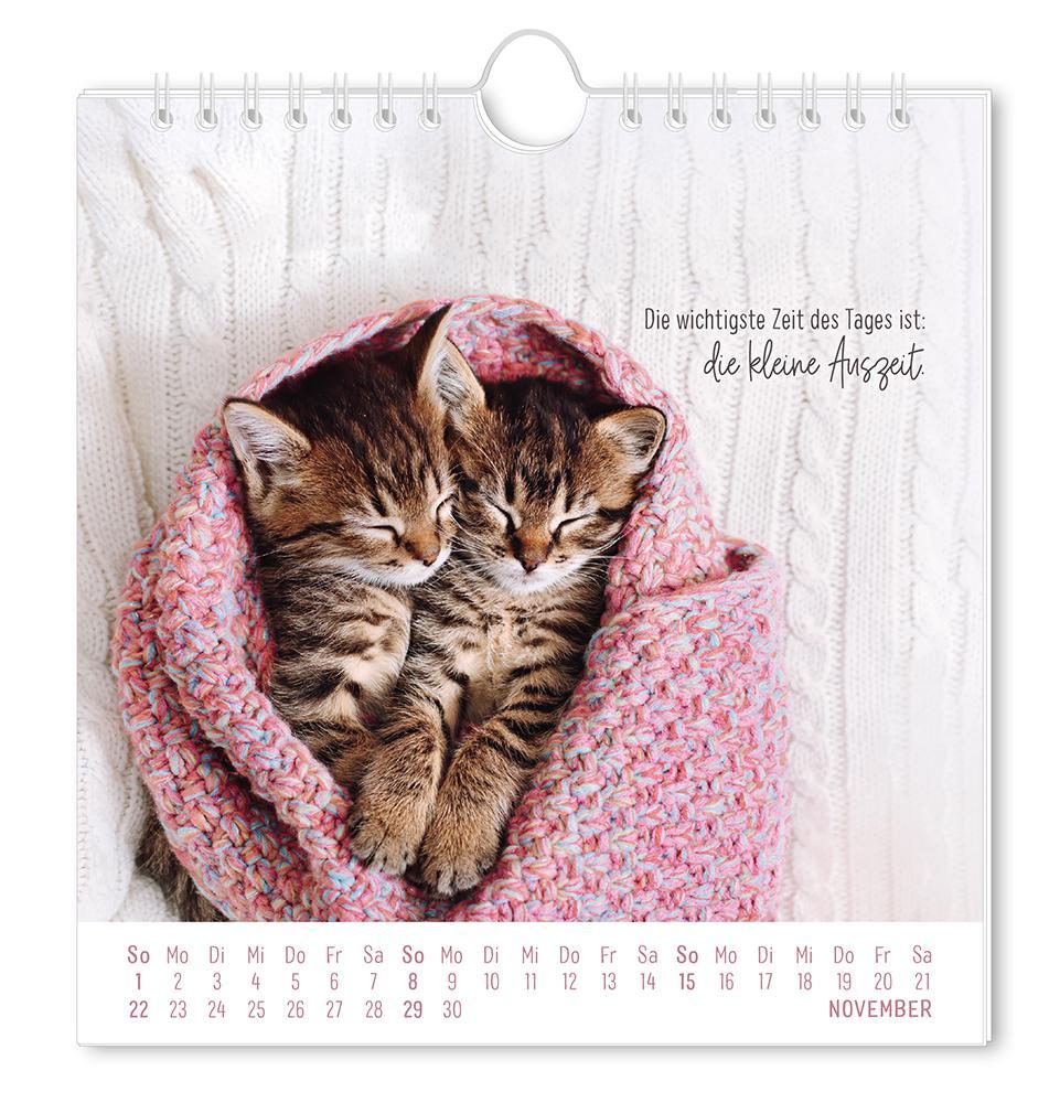 Weitere Ansicht: Postkartenkalender 2026 Auf leisen Pfoten