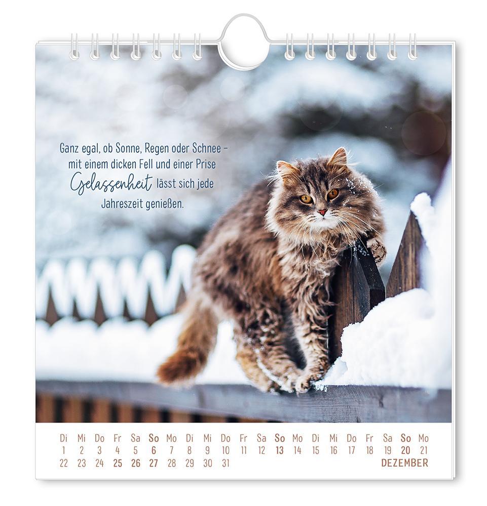 Weitere Ansicht: Postkartenkalender 2026 Auf leisen Pfoten